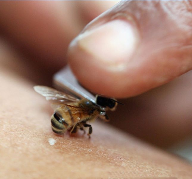 Налягане и пчелите