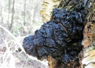 Chaga и налягане
