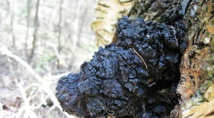 Chaga и налягане