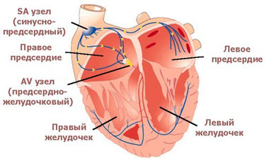 Видове аритмия на сърцето
