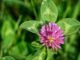 Детелина повишава или понижава налягането?