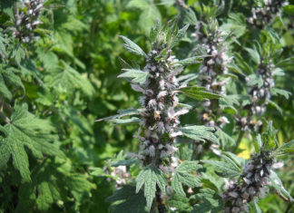 Motherwort за налягане