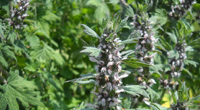 Motherwort за налягане