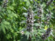 Motherwort за налягане