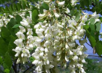 Sophora при хипертония