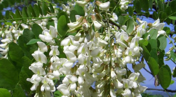 Sophora при хипертония