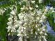Sophora при хипертония